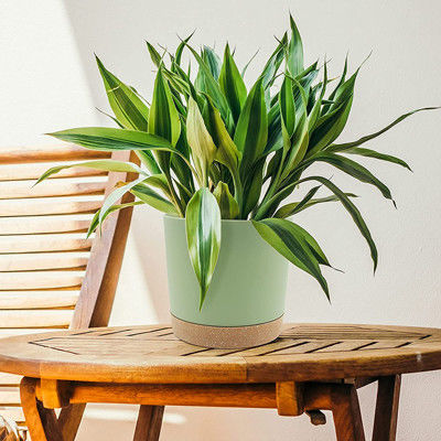 Innengrüne PlastikBlumentöpfe mit Entwässerungs-Löchern und entfernbarer Basis